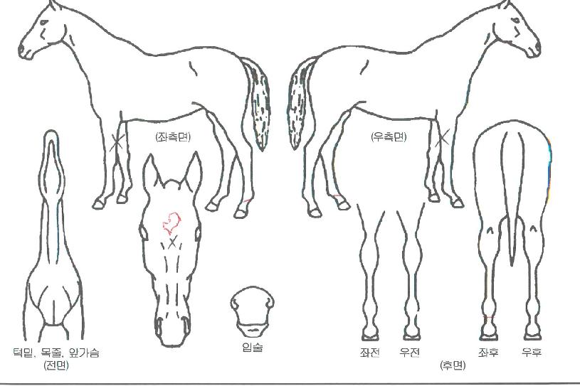 �Ͼطε��� ����,���,�޸�,�λ�,�ٸ��� Ư¡����