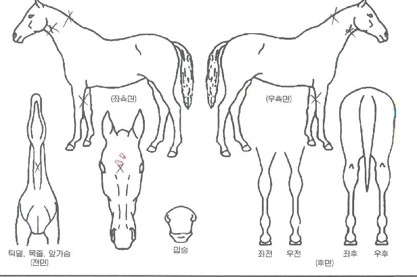 �����޸��� ����,���,�޸�,�λ�,�ٸ��� Ư¡����