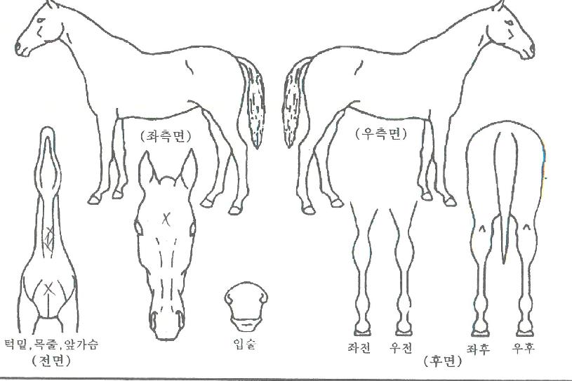 ¸ÅÁ÷·ÎÄÏÀÇ Ãø¸é,¿ì¸é,µÞ¸é,µÎ»ó,´Ù¸®ÀÇ Æ¯Â¡µµÇØ