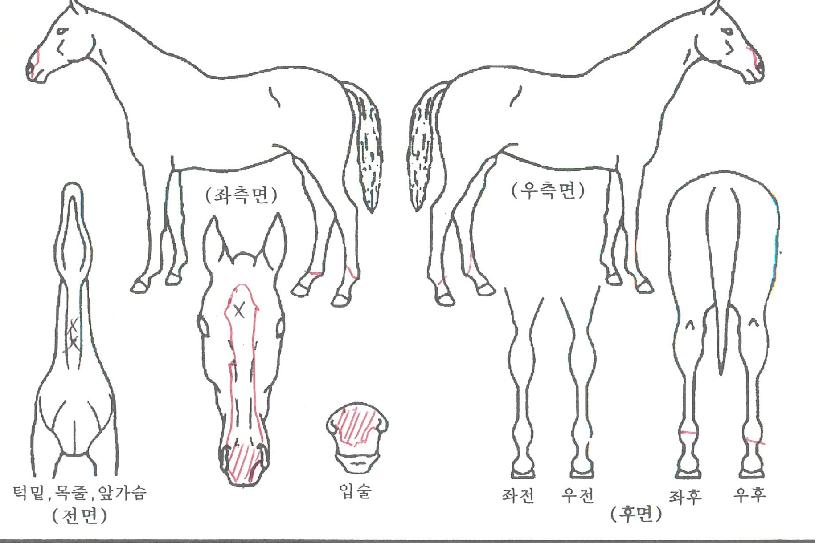 ���ƿ������ ����,���,�޸�,�λ�,�ٸ��� Ư¡����