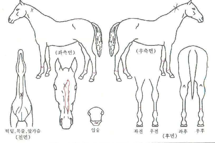 °¡¼Ó¿ÕÀÚÀÇ Ãø¸é,¿ì¸é,µÞ¸é,µÎ»ó,´Ù¸®ÀÇ Æ¯Â¡µµÇØ