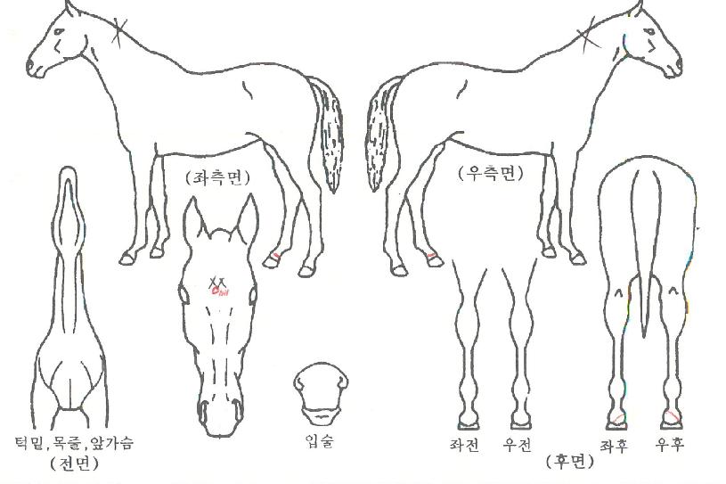 ���װ��� ����,���,�޸�,�λ�,�ٸ��� Ư¡����