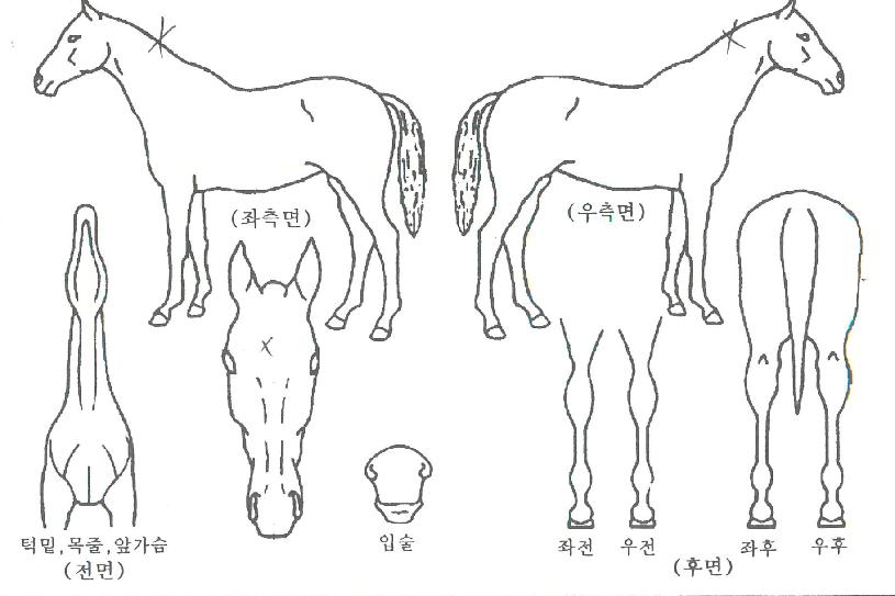 ���̻����� ����,���,�޸�,�λ�,�ٸ��� Ư¡����