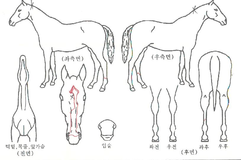 ��մ��� ����,���,�޸�,�λ�,�ٸ��� Ư¡����