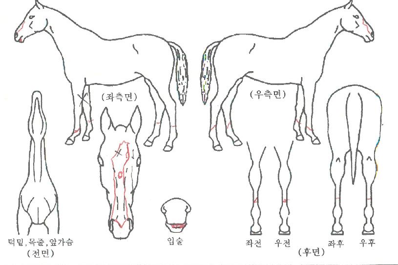 ������������ ����,���,�޸�,�λ�,�ٸ��� Ư¡����