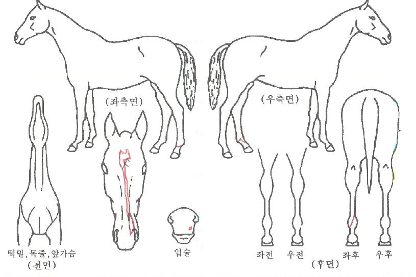 »óÇÏÀ̺£½ºÆ®ÀÇ Ãø¸é,¿ì¸é,µÞ¸é,µÎ»ó,´Ù¸®ÀÇ Æ¯Â¡µµÇØ