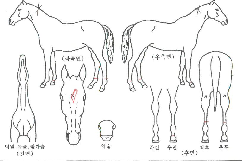 ����ŷ�� ����,���,�޸�,�λ�,�ٸ��� Ư¡����