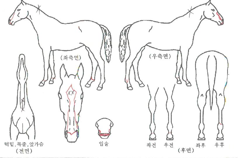 ¿ÉƼ¸Ø·çµðÀÇ Ãø¸é,¿ì¸é,µÞ¸é,µÎ»ó,´Ù¸®ÀÇ Æ¯Â¡µµÇØ