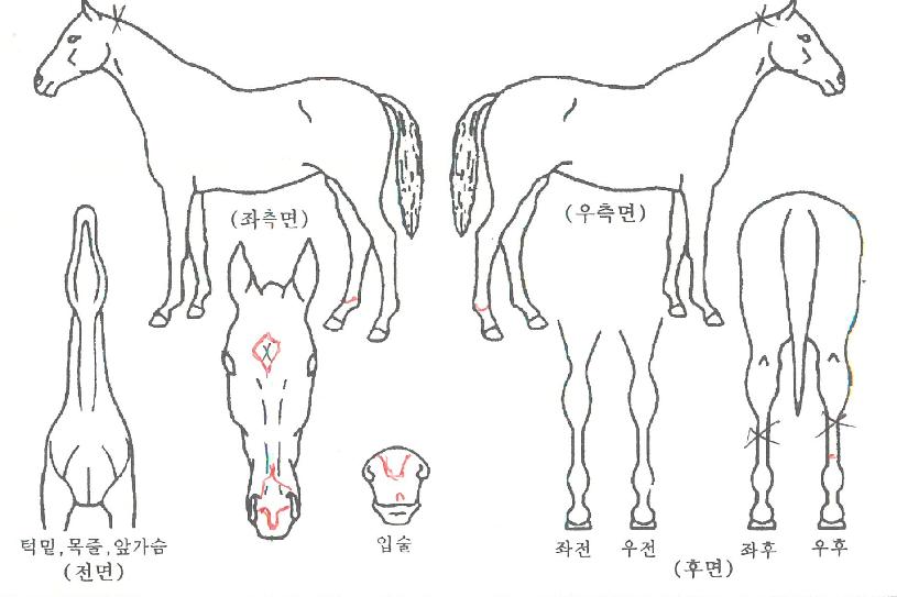 �ǽ�Ǯ�������� ����,���,�޸�,�λ�,�ٸ��� Ư¡����