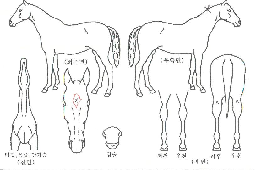 �Ͼط����� ����,���,�޸�,�λ�,�ٸ��� Ư¡����