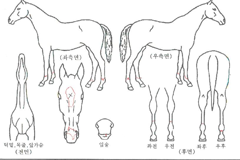 ³»°¡Àß³ª°¡ÀÇ Ãø¸é,¿ì¸é,µÞ¸é,µÎ»ó,´Ù¸®ÀÇ Æ¯Â¡µµÇØ