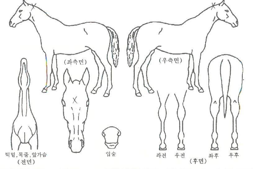 Àεð¾ðÅ·ÀÇ Ãø¸é,¿ì¸é,µÞ¸é,µÎ»ó,´Ù¸®ÀÇ Æ¯Â¡µµÇØ