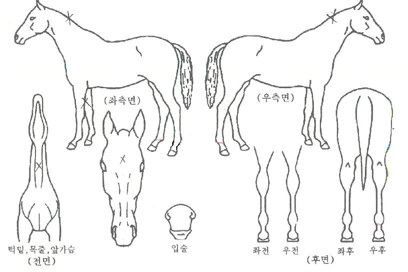 ���Ӵ����� ����,���,�޸�,�λ�,�ٸ��� Ư¡����