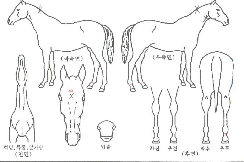´ÙÀ̽ºÅ·ÀÇ Ãø¸é,¿ì¸é,µÞ¸é,µÎ»ó,´Ù¸®ÀÇ Æ¯Â¡µµÇØ