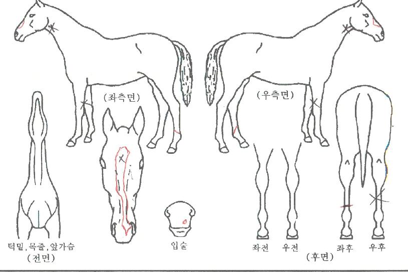 ��������� ����,���,�޸�,�λ�,�ٸ��� Ư¡����