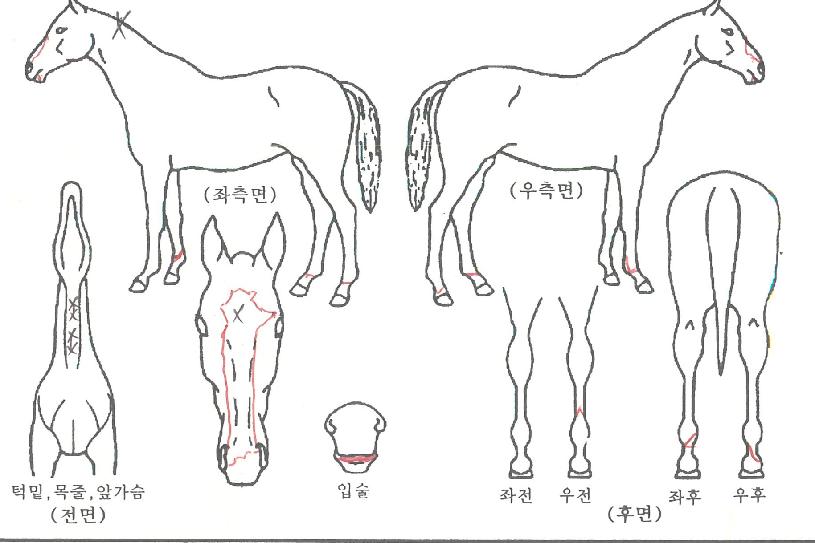 ������� ����,���,�޸�,�λ�,�ٸ��� Ư¡����