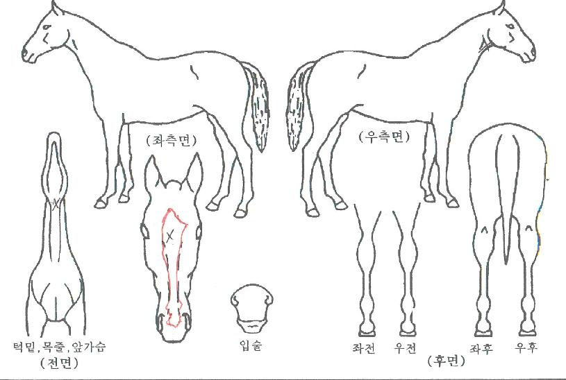 ����è�Ǿ��� ����,���,�޸�,�λ�,�ٸ��� Ư¡����