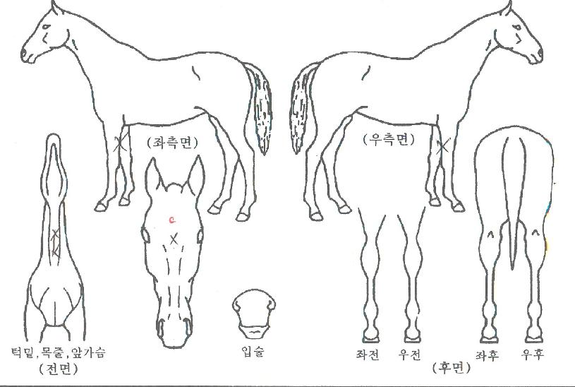 ¿ì¸®ÀÇÇູÀÇ Ãø¸é,¿ì¸é,µÞ¸é,µÎ»ó,´Ù¸®ÀÇ Æ¯Â¡µµÇØ