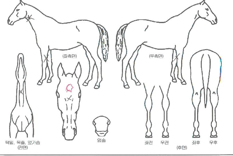 »çÀÏ·±½ºÆ¯±ÞÀÇ Ãø¸é,¿ì¸é,µÞ¸é,µÎ»ó,´Ù¸®ÀÇ Æ¯Â¡µµÇØ
