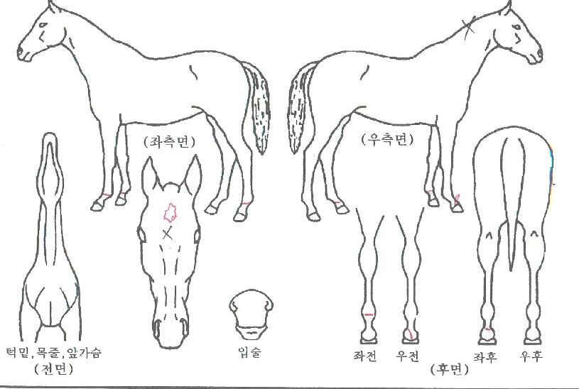 �޴����� ����,���,�޸�,�λ�,�ٸ��� Ư¡����