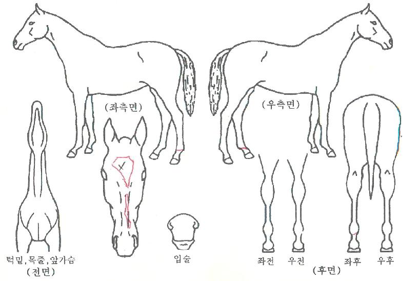 ¼¼ºìÅ©¶ó¿îÀÇ Ãø¸é,¿ì¸é,µÞ¸é,µÎ»ó,´Ù¸®ÀÇ Æ¯Â¡µµÇØ