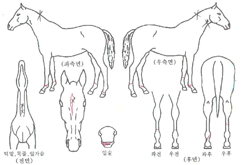 �ȸ����� ����,���,�޸�,�λ�,�ٸ��� Ư¡����