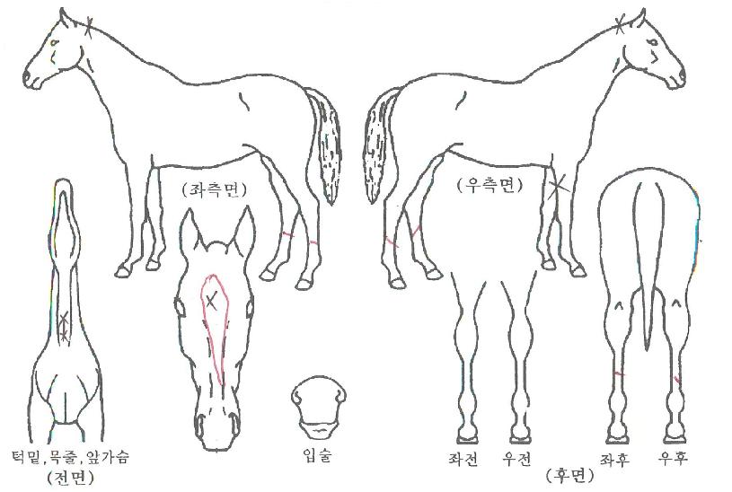 Æ÷ÄÏ·ÎÄÏÀÇ Ãø¸é,¿ì¸é,µÞ¸é,µÎ»ó,´Ù¸®ÀÇ Æ¯Â¡µµÇØ