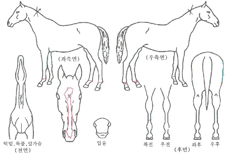 ½ºÀ¬ÀÌÁöÀÇ Ãø¸é,¿ì¸é,µÞ¸é,µÎ»ó,´Ù¸®ÀÇ Æ¯Â¡µµÇØ
