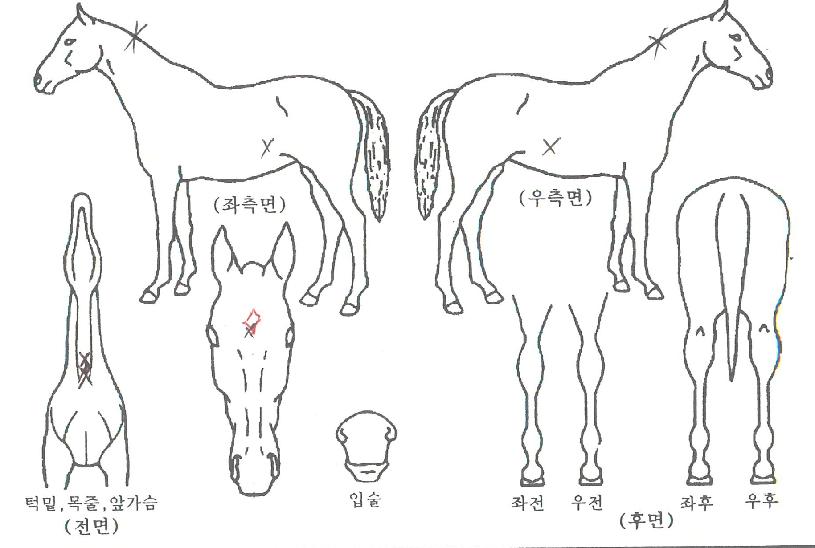 ¿¡¹ö±×¸°Æ®¸®ÀÇ Ãø¸é,¿ì¸é,µÞ¸é,µÎ»ó,´Ù¸®ÀÇ Æ¯Â¡µµÇØ