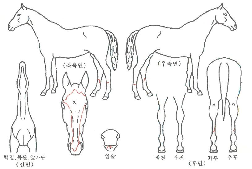 �»������ ����,���,�޸�,�λ�,�ٸ��� Ư¡����