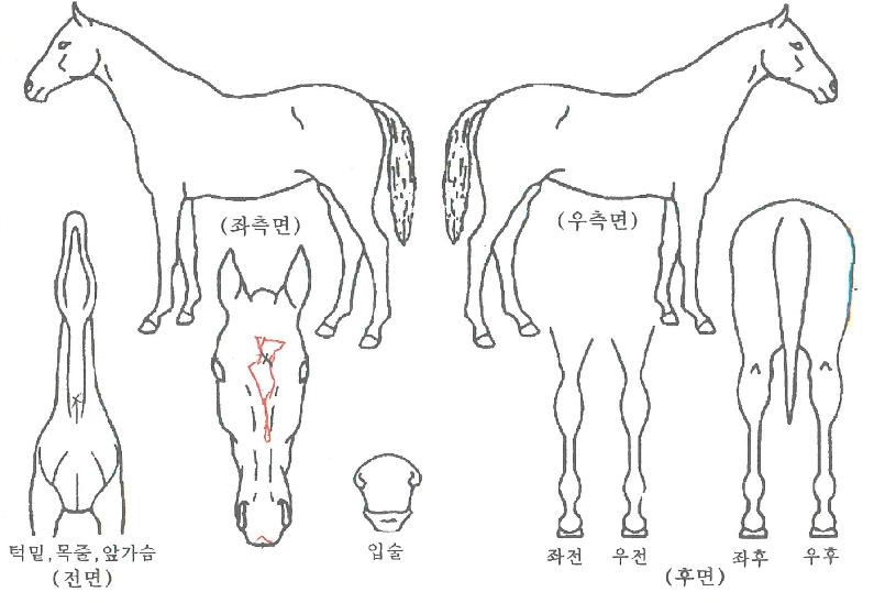 ������Ʈŷ�� ����,���,�޸�,�λ�,�ٸ��� Ư¡����