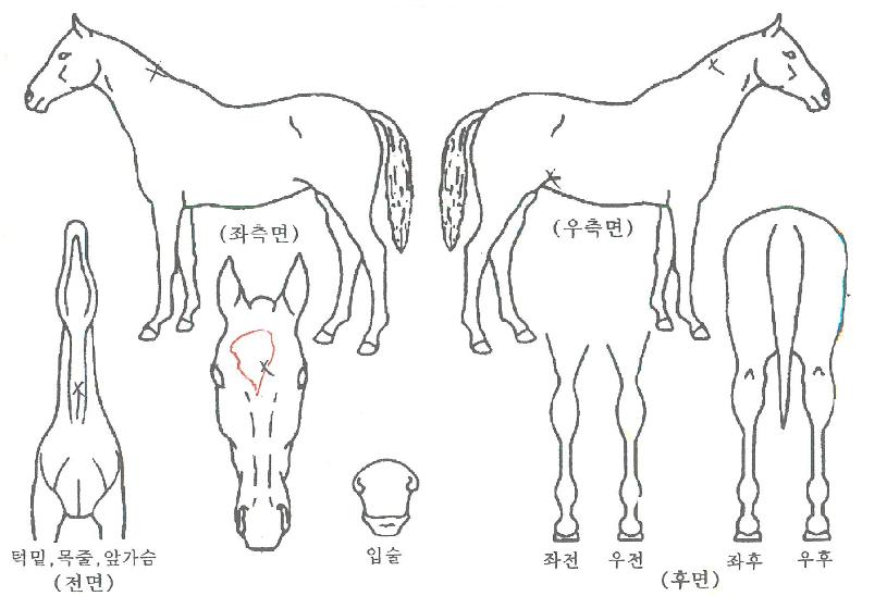 �˷����� ����,���,�޸�,�λ�,�ٸ��� Ư¡����