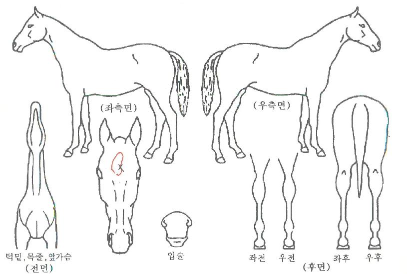 ½Ì½ÌÇöóÀÌÀÇ Ãø¸é,¿ì¸é,µÞ¸é,µÎ»ó,´Ù¸®ÀÇ Æ¯Â¡µµÇØ