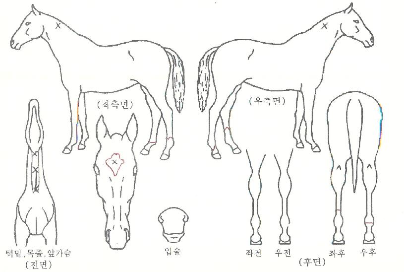 ���̹븮�� ����,���,�޸�,�λ�,�ٸ��� Ư¡����