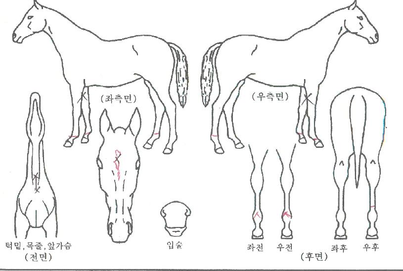 �ط����� ����,���,�޸�,�λ�,�ٸ��� Ư¡����