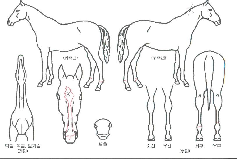 �����屺�� ����,���,�޸�,�λ�,�ٸ��� Ư¡����