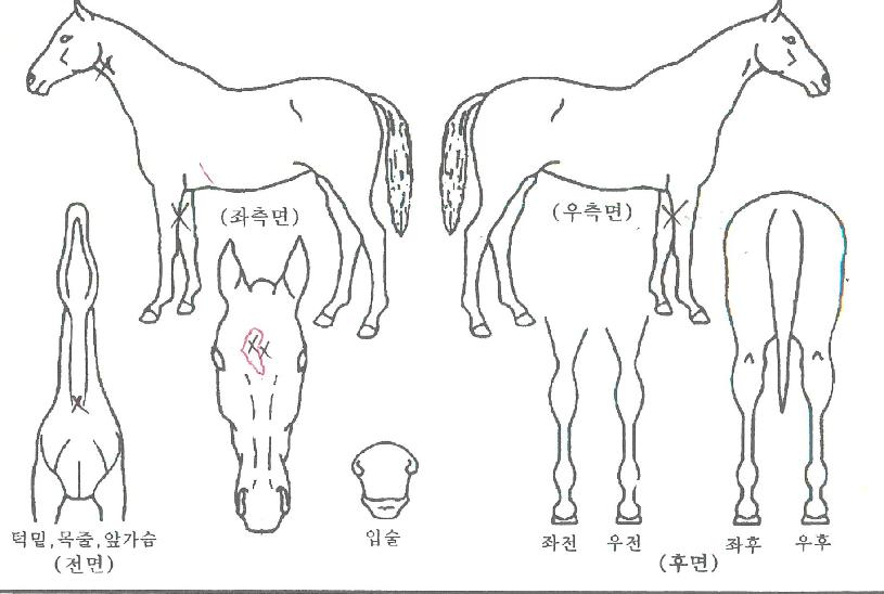 À©Å¸ÀÌÆ²ÀÇ Ãø¸é,¿ì¸é,µÞ¸é,µÎ»ó,´Ù¸®ÀÇ Æ¯Â¡µµÇØ