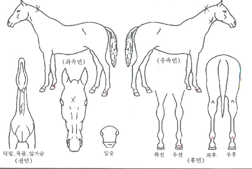 »þÇÁ·çºñÀÇ Ãø¸é,¿ì¸é,µÞ¸é,µÎ»ó,´Ù¸®ÀÇ Æ¯Â¡µµÇØ