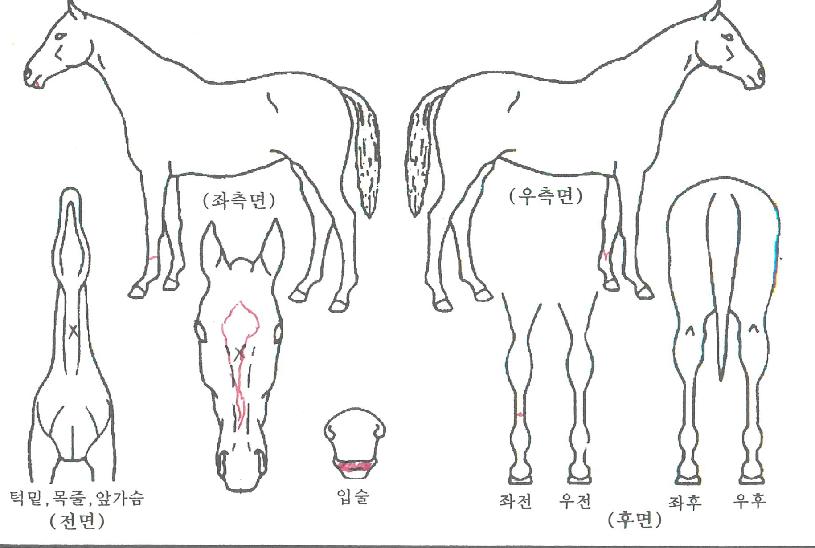 ¼Óº¸¿ËÁÖÀÇ Ãø¸é,¿ì¸é,µÞ¸é,µÎ»ó,´Ù¸®ÀÇ Æ¯Â¡µµÇØ