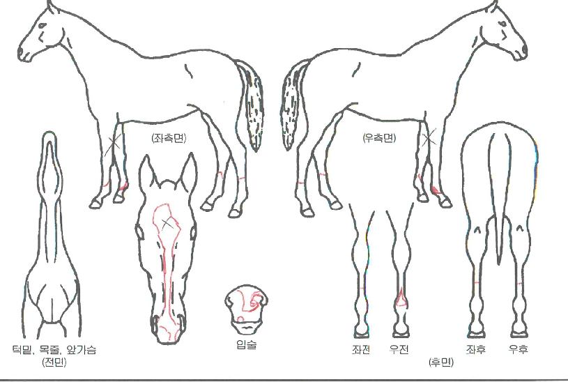 ¹Ð¸®¾ðÀ§³ÊÀÇ Ãø¸é,¿ì¸é,µÞ¸é,µÎ»ó,´Ù¸®ÀÇ Æ¯Â¡µµÇØ