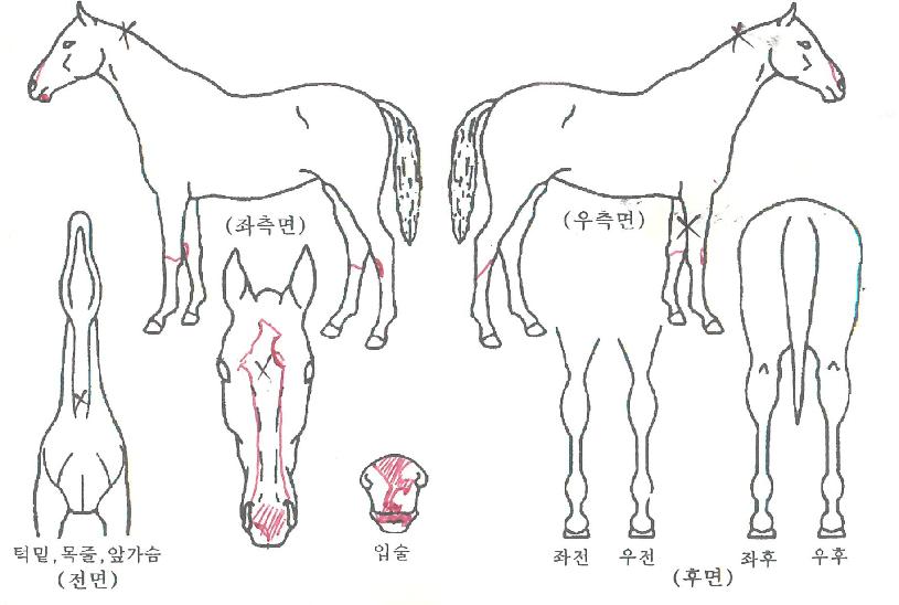 ÈdzÀÚ¸¶ÀÇ Ãø¸é,¿ì¸é,µÞ¸é,µÎ»ó,´Ù¸®ÀÇ Æ¯Â¡µµÇØ