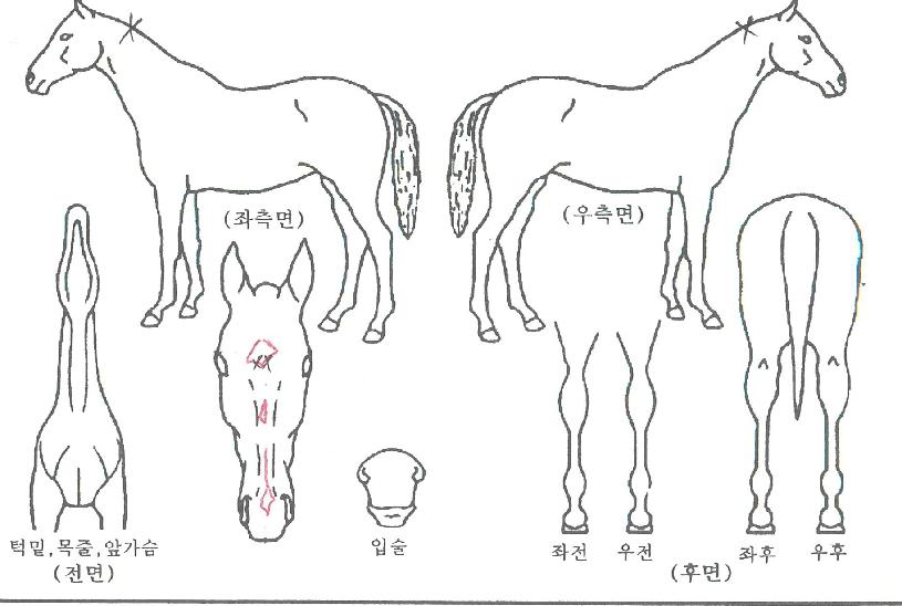 ÆÄÀ̾îÆ÷ÀÎÆ®ÀÇ Ãø¸é,¿ì¸é,µÞ¸é,µÎ»ó,´Ù¸®ÀÇ Æ¯Â¡µµÇØ