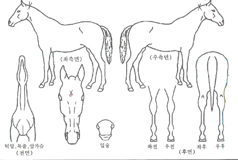 �ְ���ī�� ����,���,�޸�,�λ�,�ٸ��� Ư¡����