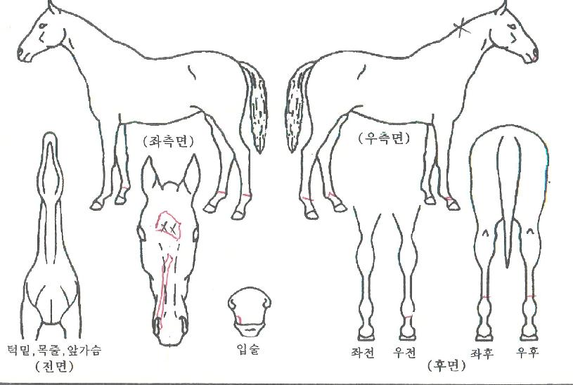 �����屺�� ����,���,�޸�,�λ�,�ٸ��� Ư¡����