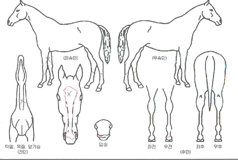 ¾Æ¸£°íÀ¯´ÏÅ©ÀÇ Ãø¸é,¿ì¸é,µÞ¸é,µÎ»ó,´Ù¸®ÀÇ Æ¯Â¡µµÇØ