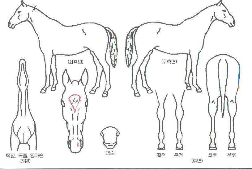 ´ëÀå¹ÚÀÇ Ãø¸é,¿ì¸é,µÞ¸é,µÎ»ó,´Ù¸®ÀÇ Æ¯Â¡µµÇØ