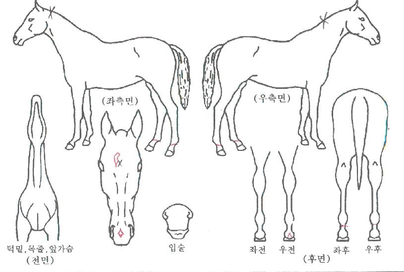 Ʈ����ŷ�� ����,���,�޸�,�λ�,�ٸ��� Ư¡����