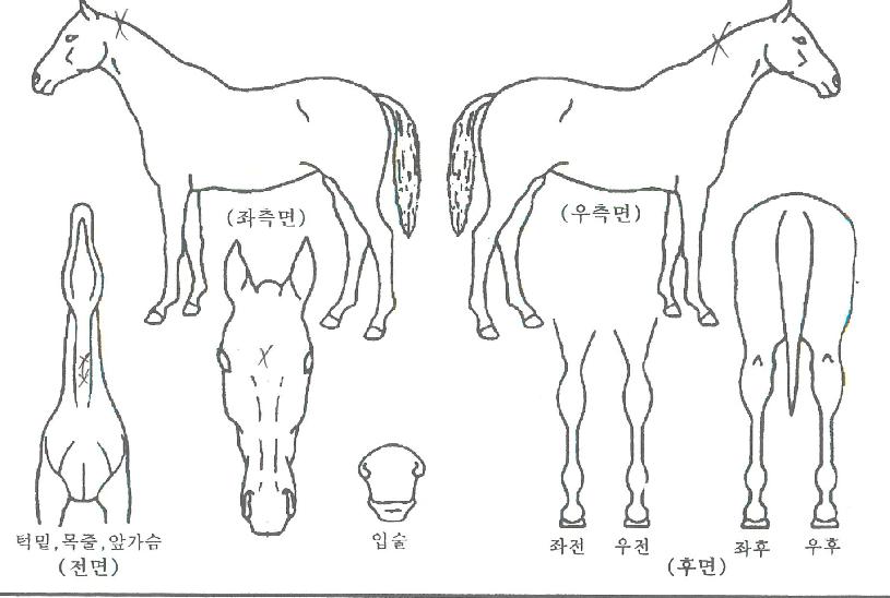 ����Ӵ��� ����,���,�޸�,�λ�,�ٸ��� Ư¡����