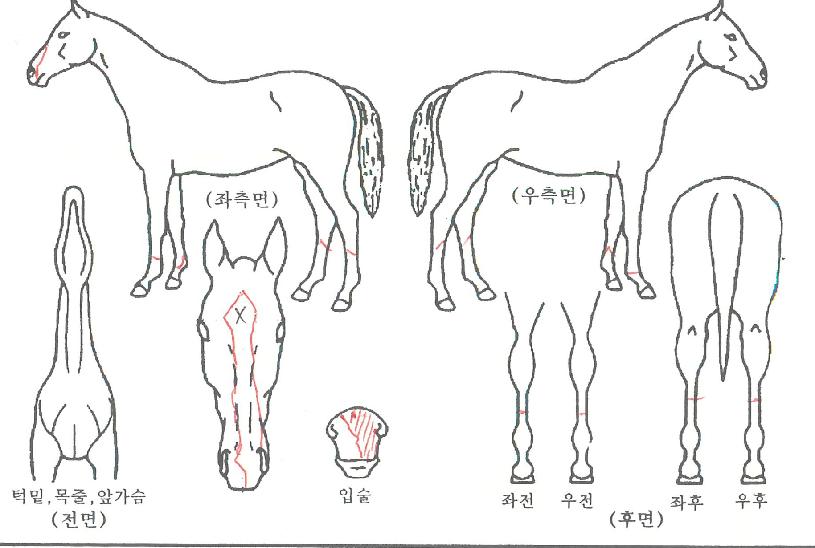 ºê·¹µå³ªÀÌÇÁÀÚ¸¶ÀÇ Ãø¸é,¿ì¸é,µÞ¸é,µÎ»ó,´Ù¸®ÀÇ Æ¯Â¡µµÇØ