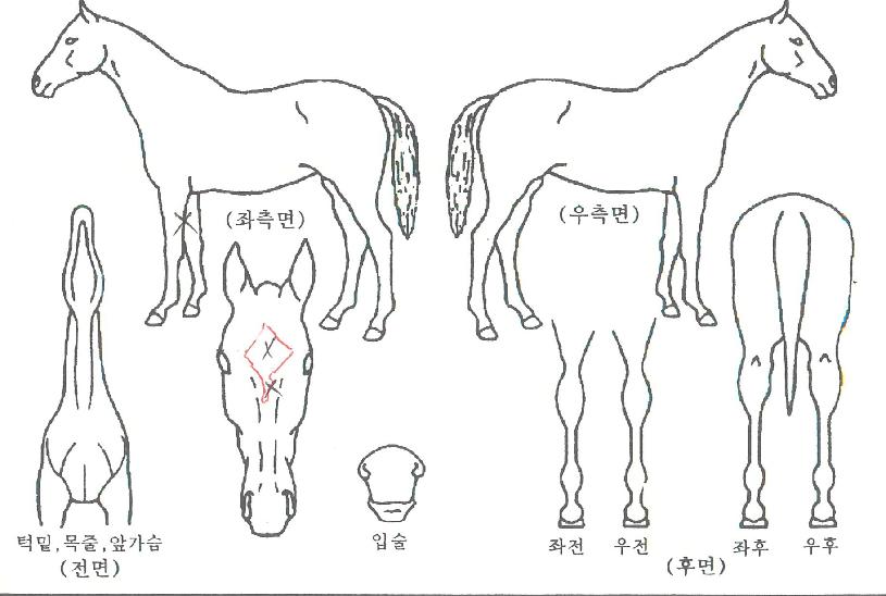 ��ƶ󿩽��� ����,���,�޸�,�λ�,�ٸ��� Ư¡����